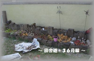 *多肉畑~漆喰~ 1