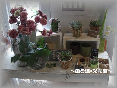 *CAFE FLOWER NEO* ~植物編~