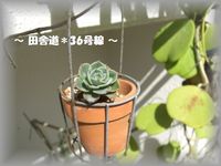 多肉×流木 2