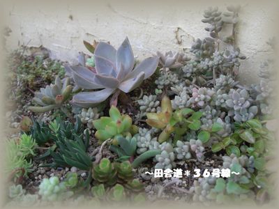 多肉畑どうなっている?