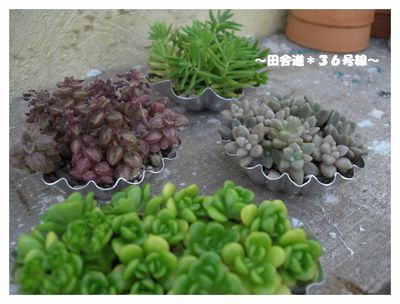 *多肉×モールド