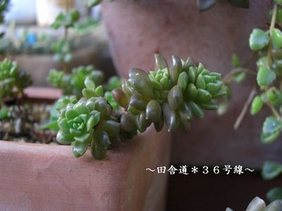 リトムゼム