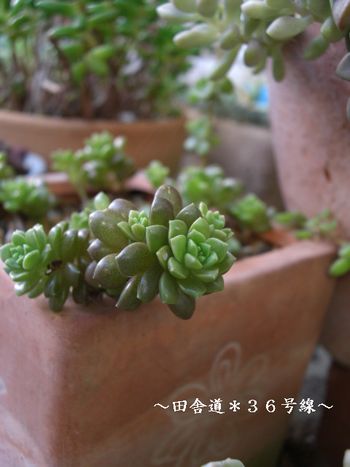 リトムゼム