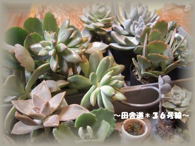 多肉教室 ~part2~