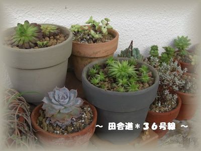 多肉×鉢ペイント
