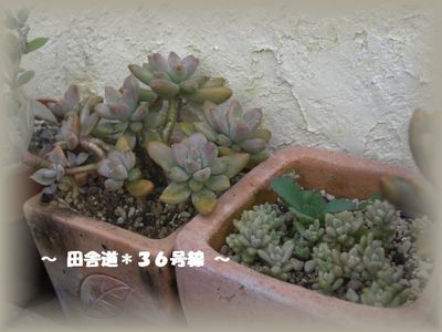 多肉畑 お手入れへ・・・7