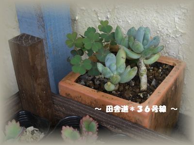 多肉畑 お手入れへ・・・7