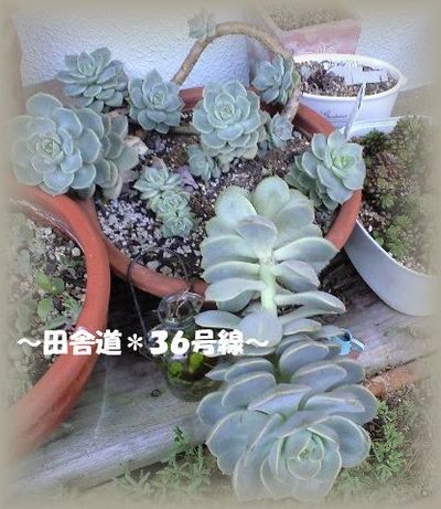 すてないでねぇ。。。
