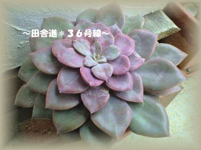 お花みたい。
