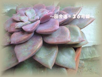お花みたい。