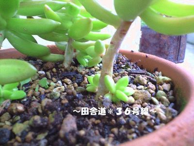 似ている???