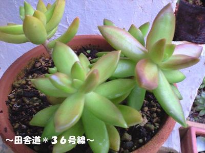 似ている???