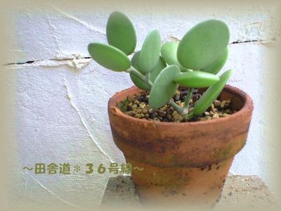 緑の太鼓