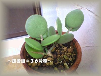 緑の太鼓