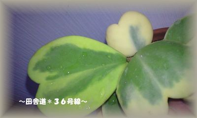 多肉植物×ホヤ