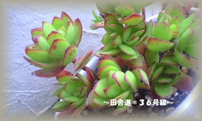 寄せ植えに。。。