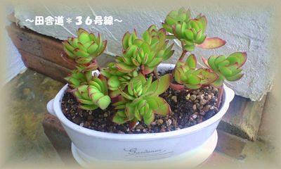 寄せ植えに。。。