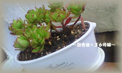 寄せ植えに。。。