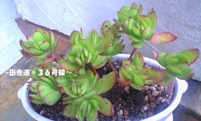 寄せ植えに。。。