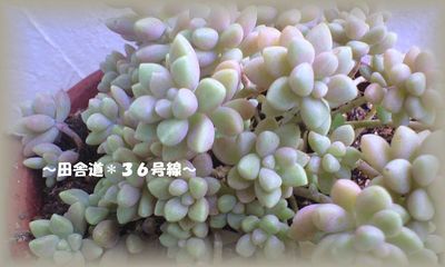 多肉植物ですが・・・(^^;)