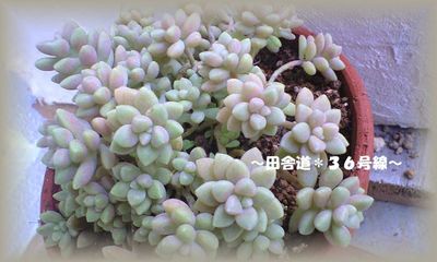 多肉植物ですが・・・(^^;)
