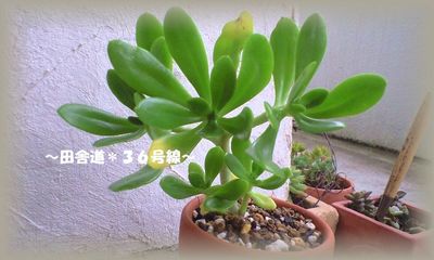 多肉植物。。。