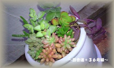 *多肉植物寄せ植え*