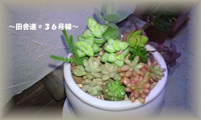 *多肉植物寄せ植え*