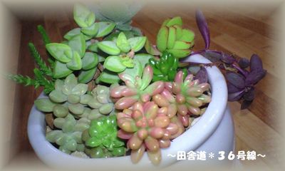 *多肉植物寄せ植え*