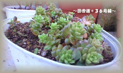 *多肉植物群生*