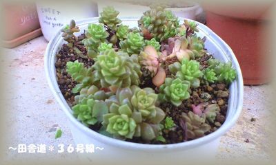 *多肉植物群生*