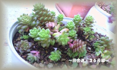 *多肉植物群生*