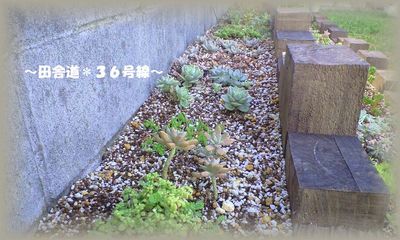 *土が見えなくなるまで*
