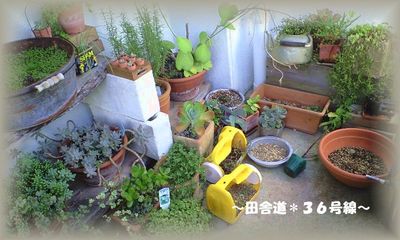 多肉達×お掃除。。。