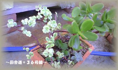 多肉の寄せ植え。