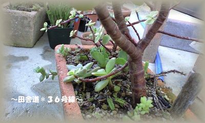 多肉の寄せ植え。