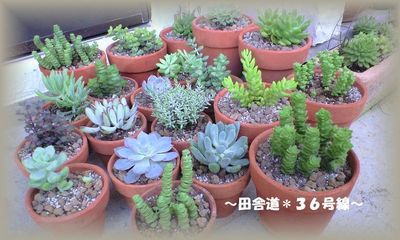 多肉の植え替え。。。