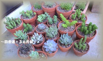 多肉の植え替え。。。