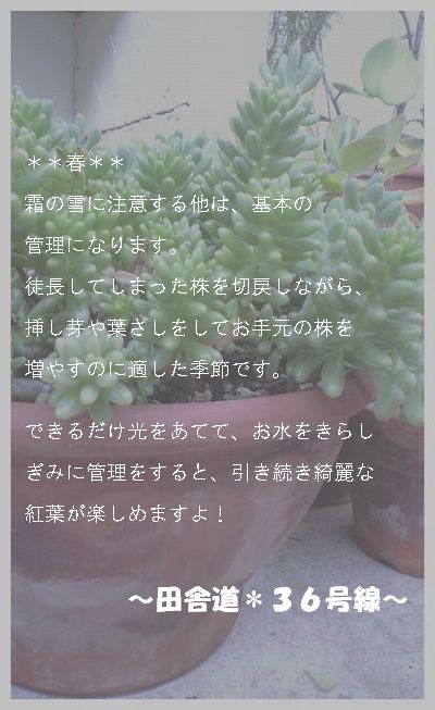 多肉の育て方のポイント