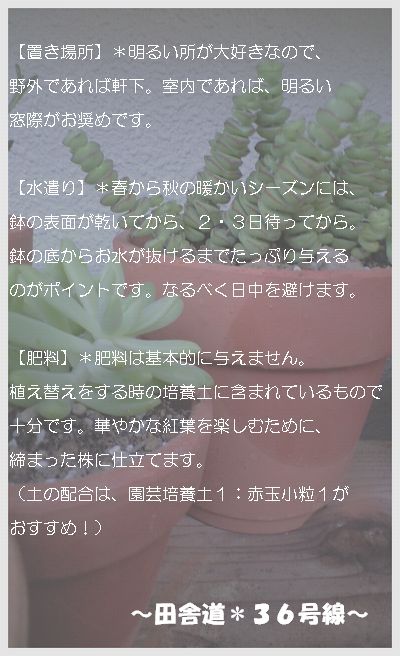 多肉の育て方のポイント