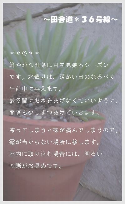 多肉の育て方のポイント