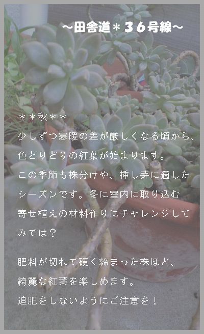 多肉の育て方のポイント