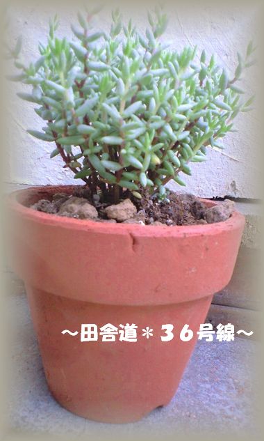 多肉なんですって。。。