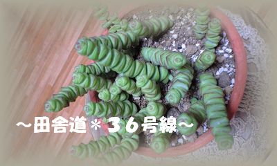 今が増やす時期!!