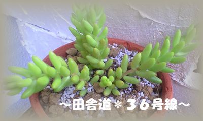 アレンジに。。。