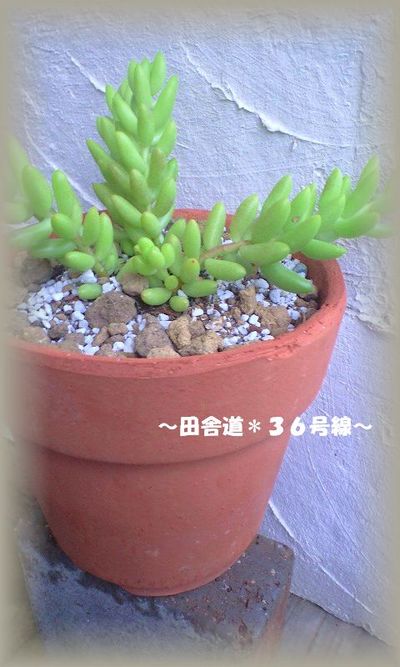 アレンジに。。。
