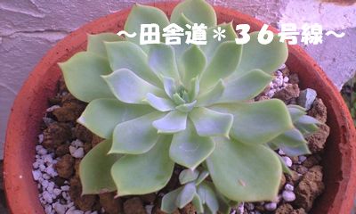 秋まで待ちます。。。