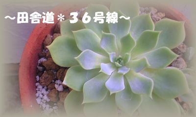 秋まで待ちます。。。
