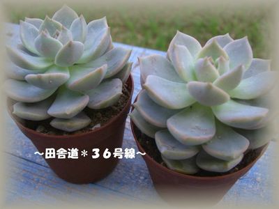 イベント用(多肉植物)