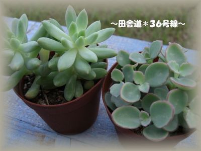 イベント用多肉